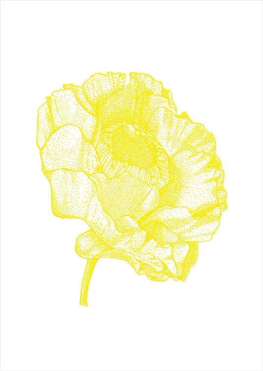 .BOTANICAL POPPY.