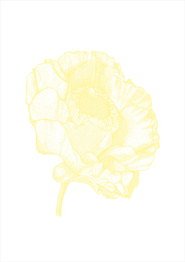 .BOTANICAL POPPY.