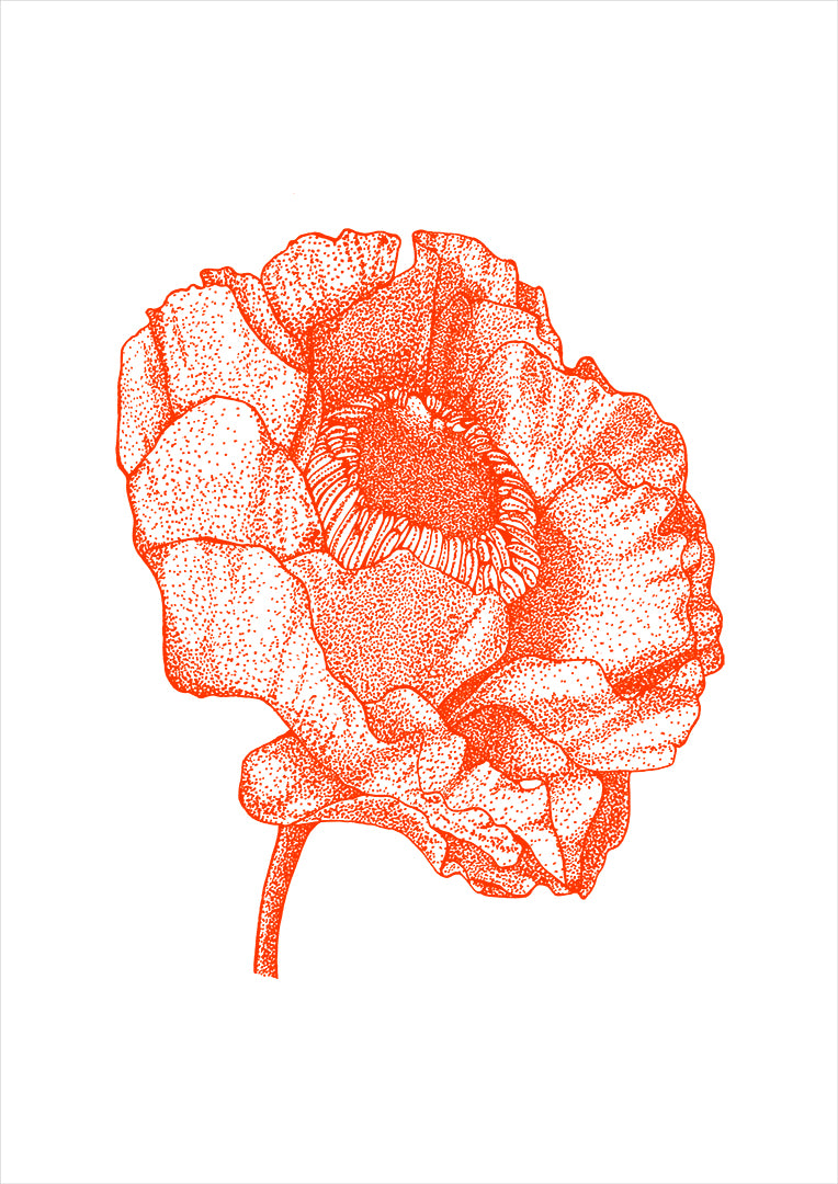 .BOTANICAL POPPY.